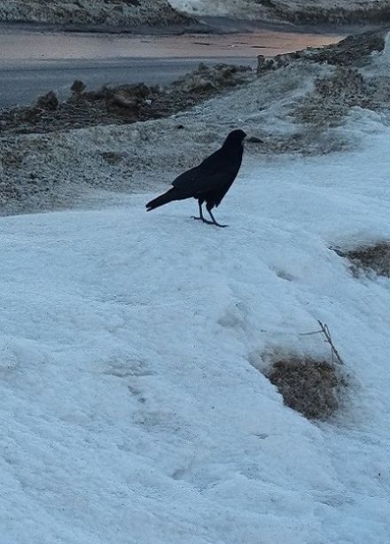 Выставка "Грач - птица года 2025"