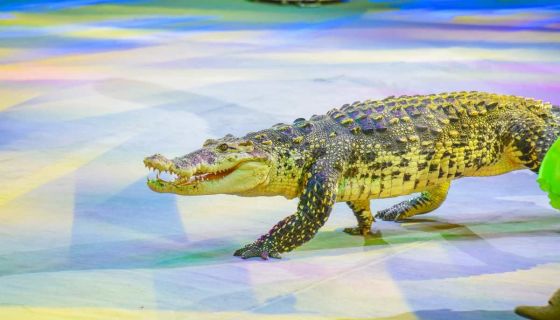 Цирк «Тайна пирата»