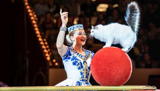 Цирк «Тайна пирата»