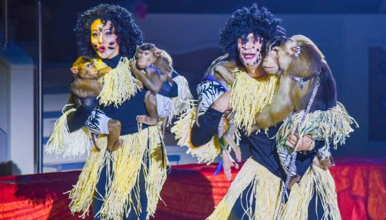 Цирк «Тайна пирата»