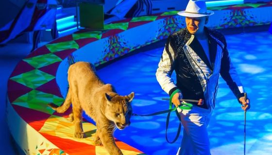 Цирк зажигает огни