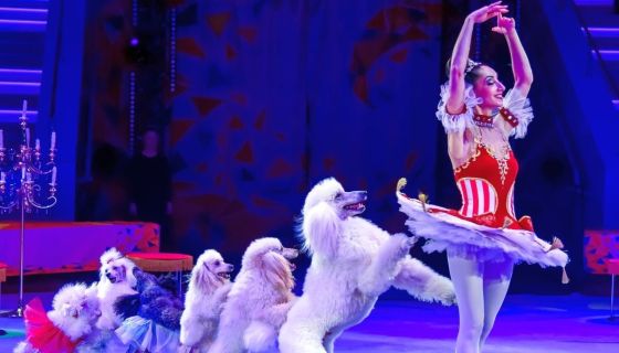 Цирк зажигает огни