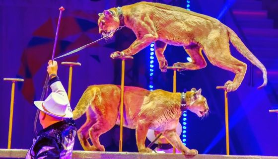 Цирк зажигает огни