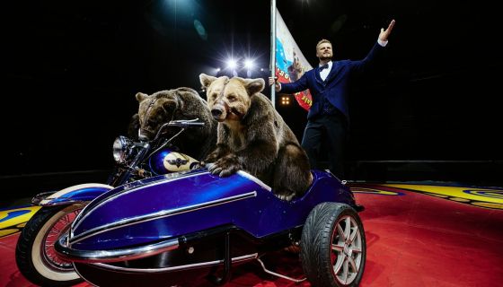 Цирк Филатовых. Нашествие медведей