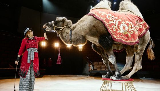 Цирк Филатовых. Нашествие медведей